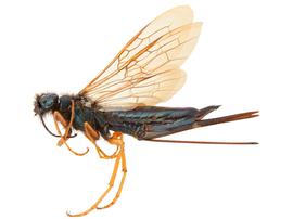   Sirex abietinus  female lateral habitus; photo by H. Goulet, CNC 
